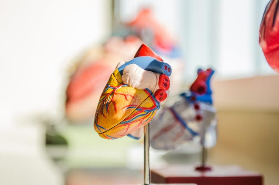 Model Heart on Display in Classroom